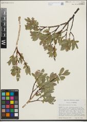 Foto von Salix pseudolapponum Seemen